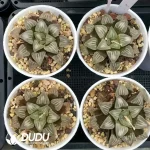 Haworthia White Widow