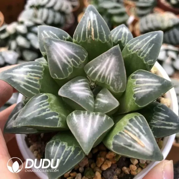 Haworthia White Widow - Image 2