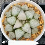 Haworthia White Wine Cup Silver