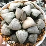 Haworthia White Wine Cup Silver - Image 2