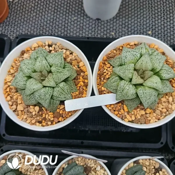 Haworthia Emelyae Poelln Shirabyoushi - Image 1