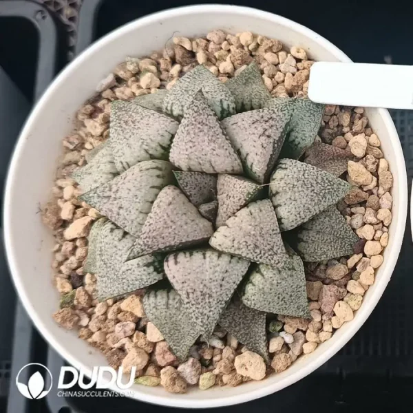 1756126780-1744876324-e201.webp Haworthia Moonlight Goddess H.picta Luna - Image 1