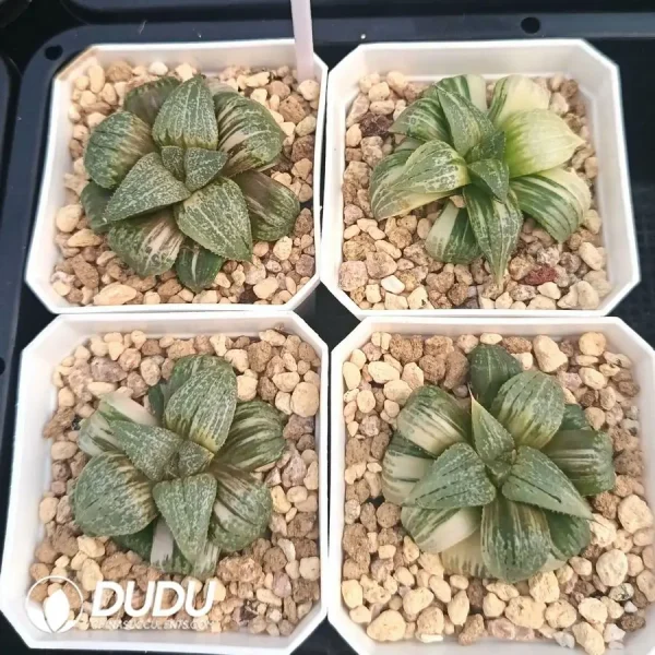1756126782-1744876326-e201.webp Haworthia Big Picta Pandora Variegated - Image 1