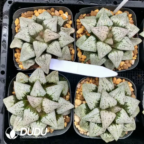 1756126783-1744876329-e201.webp Haworthia Picta Pandora - Image 1
