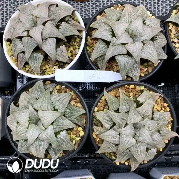 1756126784-1744876334-e201.webp Haworthia Badia Aluminum Star - Image 1