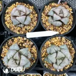 Haworthia Splendens Taj Mahal