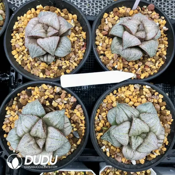 1756126786-1744876339-e201.webp Haworthia Splendens Taj Mahal - Image 1