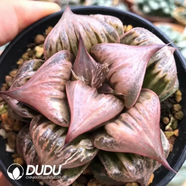 Haworthia Badia - Image 2