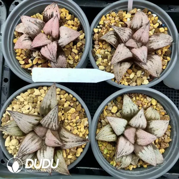 Haworthia Princess Kazunomiya - Image 1