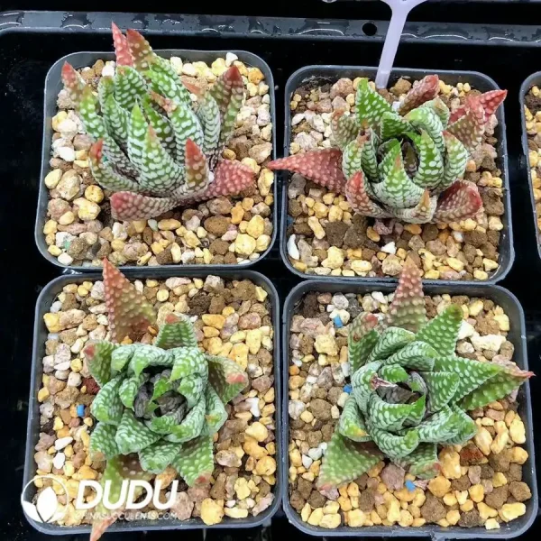 1756126793-1744876365-e201.webp Haworthia Pumila Hybrid 'Emperor'Seed Grown - Image 1