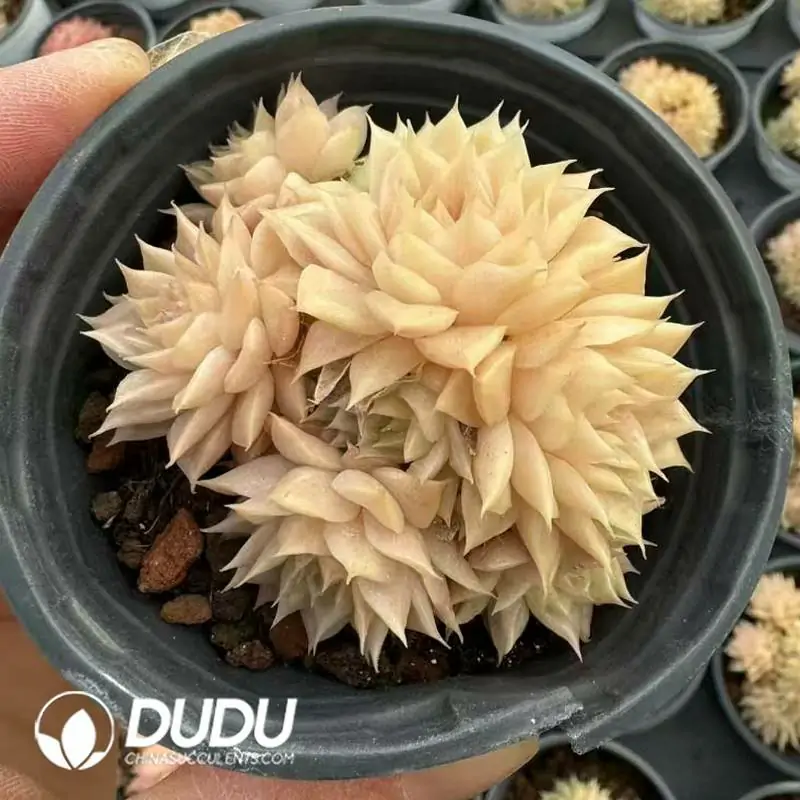 1756126795-e201-603-1.webp Echeveria Willow Malgan Clustering - Image 1