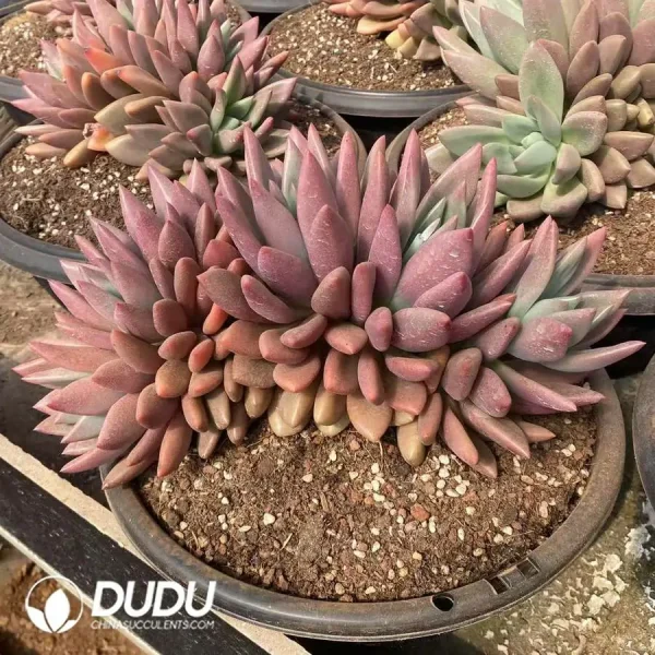 1756126890-1745217435-e201.webp Gratopetalum Ruby Donna Clustering - Image 1