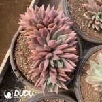 Gratopetalum Ruby Donna Clustering - Image 2