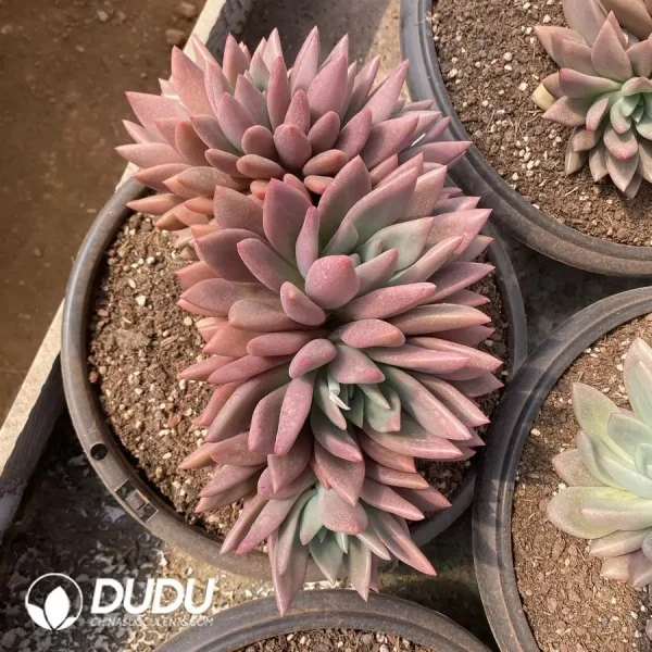 1756126891-1745217437-e202.webp Gratopetalum Ruby Donna Clustering - Image 2