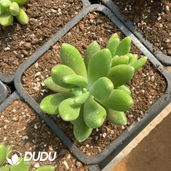 Pachyphytum Pandora Double Heads - Image 1