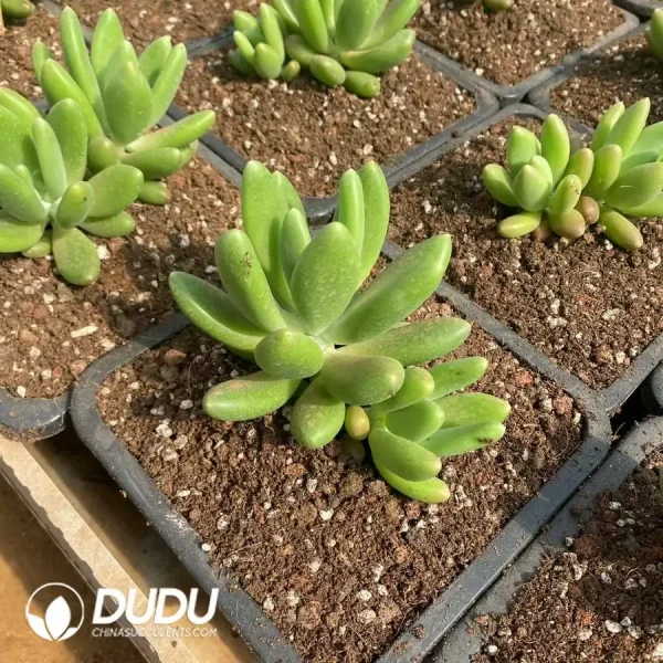 Pachyphytum Pandora Double Heads - Image 2