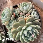 Echeveria Ice Orange Clustering