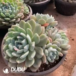 Echeveria Ice Orange Clustering - Image 2