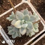 Gratopetalum Muil Variegation Clustering