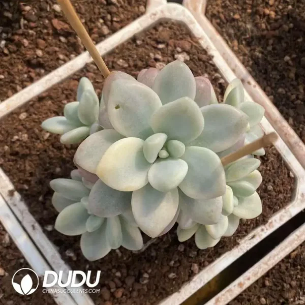 1756126897-1745217448-e201.webp Gratopetalum Muil Variegation Clustering - Image 1