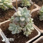 Gratopetalum Muil Variegation Clustering - Image 2