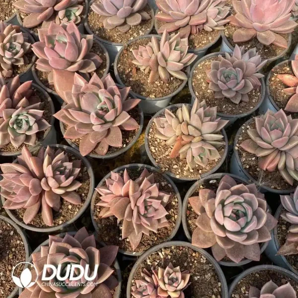 Echeveria Brown Sugar Card(Single,Double Heads, Clustering Randomly) - Image 1