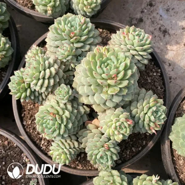 1756126903-1745217459-e201.webp Echeveria Panda Face Clustering - Image 1