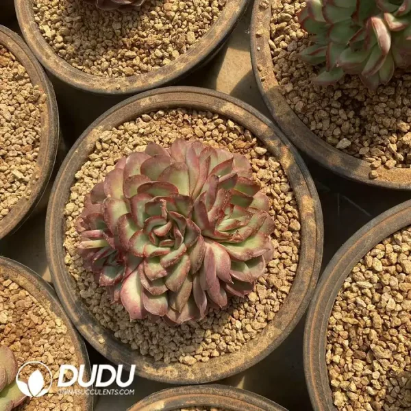 Echeveria Tree Shadow Clustering - Image 1