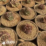 Echeveria Tree Shadow Clustering - Image 2