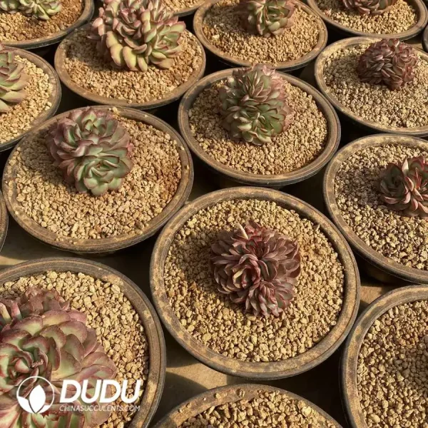 Echeveria Tree Shadow Clustering - Image 2