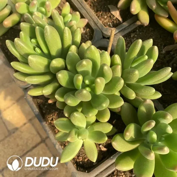 Pachyphytum Pandora Clustering - Image 1