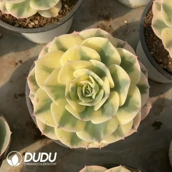 1756126910-1745217470-e201.webp Echeveria Lenore Dean - Image 1