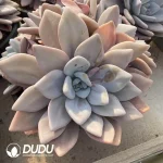 Graptoveria Pink Rabbit Clustering