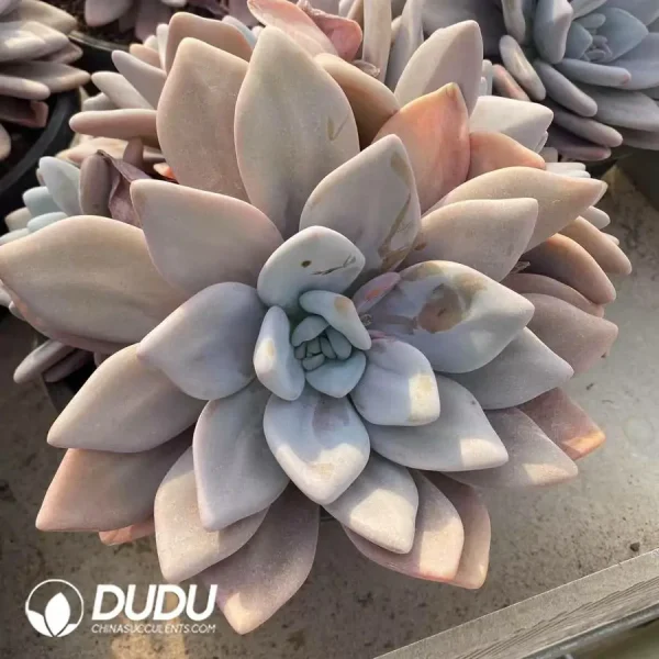 Graptoveria Pink Rabbit Clustering - Image 1