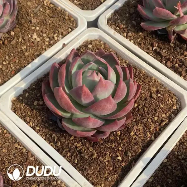 Echeveria Agavoides Casio - Image 1