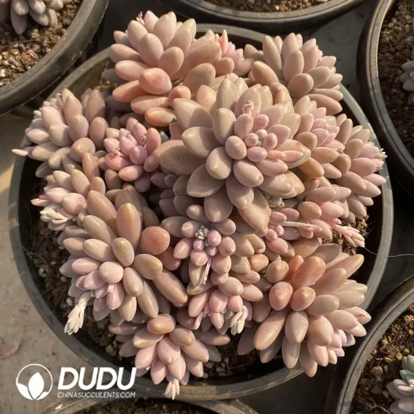 Pachyphytum Cherry Beauty Clustering - Image 1