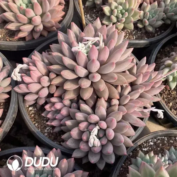 Pachyphytum YuJi Beauty Clustering - Image 1