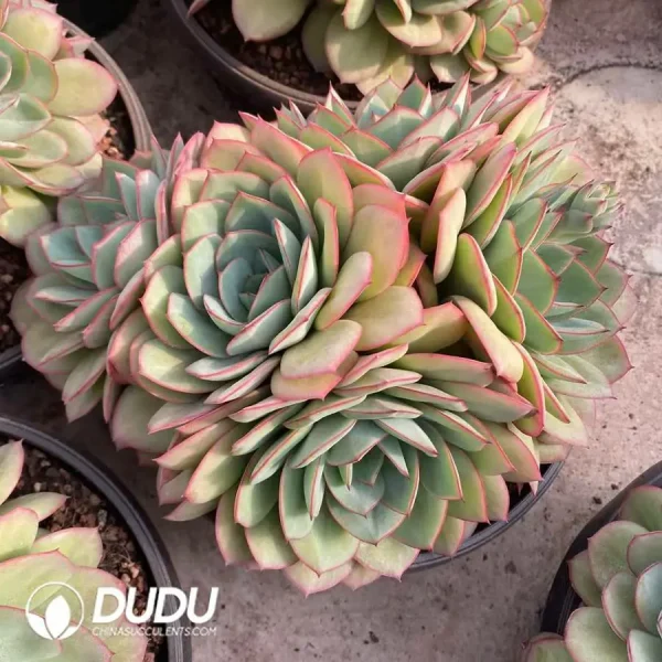 1756126920-1745217492-e201.webp Echeveria Peony Pavilion Clustering - Image 1