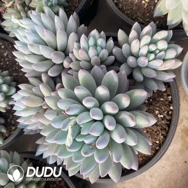 Pachyphytum Angel Fingers/ Solomon Clustering - Image 1