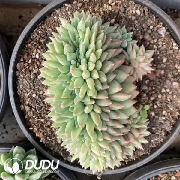 Echeveria Matsutake Cristata - Image 1