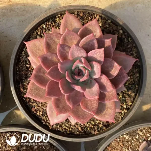 1756126924-1745217500-e201.webp Echeveria Brown Sugar Card - Image 1