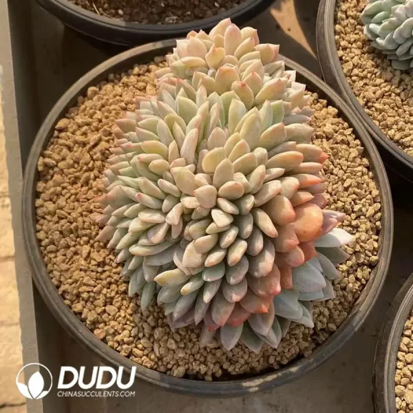 Echeveria Orange Monroe Cristata - Image 1