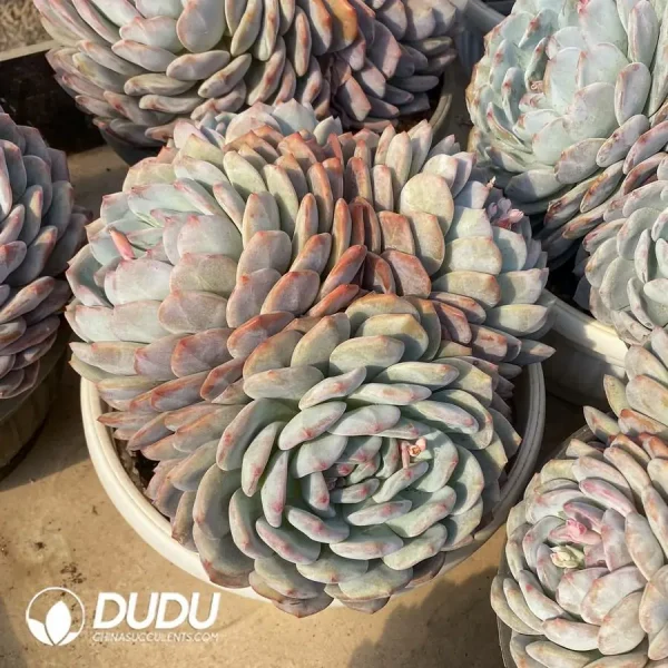 1756126927-1745217509-e201.webp Echeveria Orange Monroe Clustering - Image 1