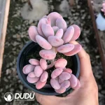 32pcs Pachyphytum Cinderella clustering