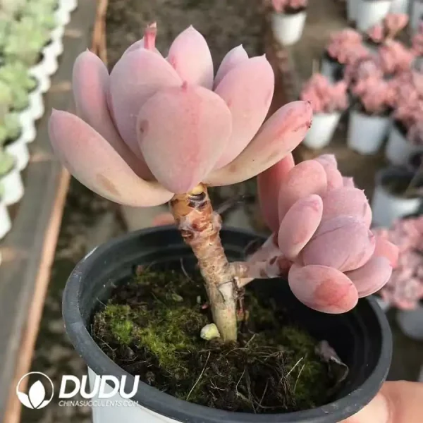 32pcs Pachyphytum Cinderella clustering - Image 2