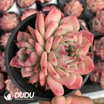 32pcs Echeveria AK Maria double