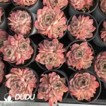 32pcs Echeveria AK Maria double - Image 2