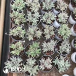 32pcs Pachyphytum Ulakra (5 hesds) clustering