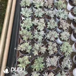 32pcs Pachyphytum Ulakra (5 hesds) clustering - Image 2