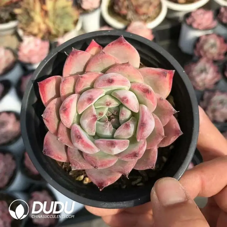 1756126943-1745217536-e201.webp 32pcs Echeveria Purple Ling - Image 1